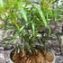 Kép 4/10 - Mahonia eurybracteata 'Soft Caress'®