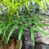 Kép 5/10 - Mahonia eurybracteata 'Soft Caress'®