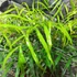 Kép 9/10 - Mahonia eurybracteata 'Soft Caress'®