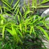 Kép 6/10 - Mahonia eurybracteata 'Soft Caress'®