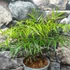 Kép 8/10 - Mahonia eurybracteata 'Soft Caress'®