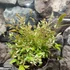 Kép 10/11 - Nandina domestica 'Twilight' - Japán szentfa