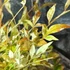 Kép 3/11 - Nandina domestica 'Twilight' - Japán szentfa