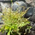 Kép 5/11 - Nandina domestica 'Twilight' - Japán szentfa