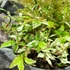 Kép 7/11 - Nandina domestica 'Twilight' - Japán szentfa