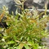 Kép 8/11 - Nandina domestica 'Twilight' - Japán szentfa