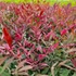 Kép 1/9 - Nandina domestica 'Red Light' - Japán szentfa