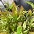 Kép 3/9 - Nandina domestica 'Red Light' - Japán szentfa