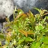 Kép 5/9 - Nandina domestica 'Red Light' - Japán szentfa