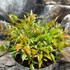 Kép 7/9 - Nandina domestica 'Red Light' - Japán szentfa
