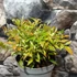 Kép 8/9 - Nandina domestica 'Red Light' - Japán szentfa