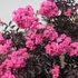Kép 1/6 - Lagerstroemia 'Black Diamond Shell Pink'