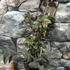 Kép 4/6 - Lagerstroemia 'Black Diamond Shell Pink'