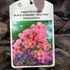 Kép 6/6 - Lagerstroemia 'Black Diamond Shell Pink'