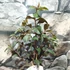 Kép 2/6 - Lagerstroemia 'Black Diamond Shell Pink'
