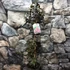 Kép 5/6 - Lagerstroemia 'Black Diamond Shell Pink'