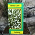 Kép 5/5 - Cytisus 'White Lion'
