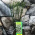 Kép 2/5 - Cytisus 'White Lion'