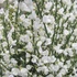 Kép 1/5 - Cytisus 'White Lion'