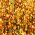 Kép 1/5 - Cytisus 'Apricot Gem'