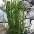 Kép 4/5 - Cytisus 'Allgold'