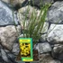 Kép 2/5 - Cytisus 'Allgold'