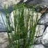 Kép 3/5 - Cytisus 'Zeelandia'
