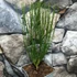Kép 4/5 - Cytisus 'Zeelandia'