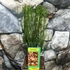 Kép 2/5 - Cytisus 'Zeelandia'