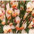 Kép 1/5 - Cytisus 'Zeelandia'