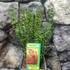 Kép 2/4 - Cytisus 'Red Lena'