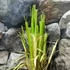 Kép 2/5 - Cortaderia selloana - pampafű rózsaszín