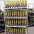 Kép 5/5 - Cortaderia selloana - pampafű rózsaszín