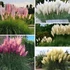 Kép 5/5 - Cortaderia selloana - pampafű (egy fehér és egy rózsaszín együtt)