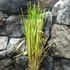 Kép 3/5 - Cortaderia selloana - pampafű fehér (mennyiségi kedvezménnyel)