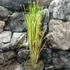 Kép 4/5 - Cortaderia selloana - pampafű fehér (mennyiségi kedvezménnyel)