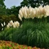 Kép 1/5 - Cortaderia selloana - pampafű fehér (mennyiségi kedvezménnyel)