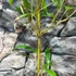 Kép 4/4 - Phyllostachys aureosulcata - Kínai aranycsíkos bambusz