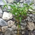 Kép 2/4 - Phyllostachys aureosulcata - Kínai aranycsíkos bambusz