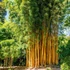 Kép 1/4 - Phyllostachys aureosulcata - Kínai aranycsíkos bambusz