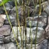 Kép 5/5 - Phyllostachys nigra - fekete bambusz