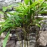 Kép 2/5 - Phyllostachys nigra - fekete bambusz