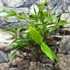 Kép 3/5 - Phyllostachys nigra - fekete bambusz