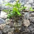 Kép 4/5 - Phyllostachys nigra - fekete bambusz