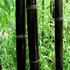 Kép 1/5 - Phyllostachys nigra - fekete bambusz