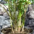 Kép 4/5 - Fargesia robusta 'Pingwu' - esernyőbambusz
