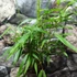 Kép 3/5 - Fargesia robusta 'Pingwu' - esernyőbambusz
