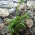 Kép 5/5 - Fargesia robusta 'Pingwu' - esernyőbambusz