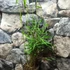 Kép 2/5 - Fargesia robusta 'Pingwu' - esernyőbambusz