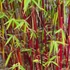 Kép 1/6 - Fargesia scabrida 'Asian Wonder'